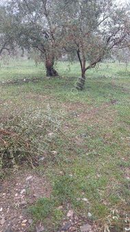 İnan Emlak Gayrimenkulden Kabaçınarda Satlık Tarla