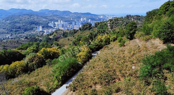 Mabel'den Fatsa Şerefiye Mh. Yola 70 Metre Cepheli 2.243 M2 Arsa