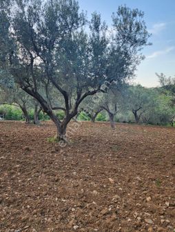 Kuzey Emlaktan Sarıkayada Verimli Yatırımlık Zeytinlik !!