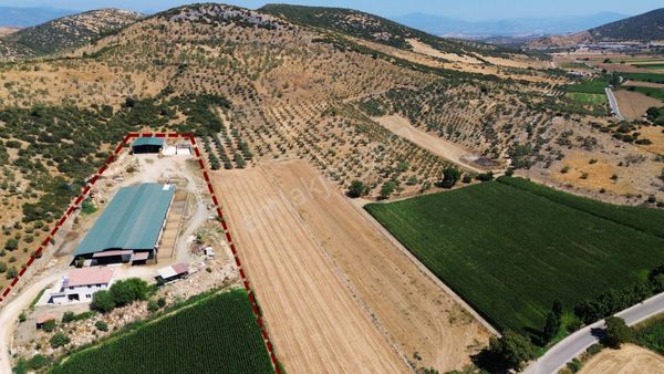 İzmir Tire – Kurşak Mahallesi’nde Satılık Ruhsatlı Büyükbaş Hayvan Çiftliği