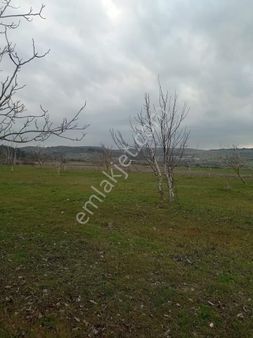 Kuzey Emlak'tan Yağcıllı Mevkiinde Doğa İçinde Tapulu Cevizlik