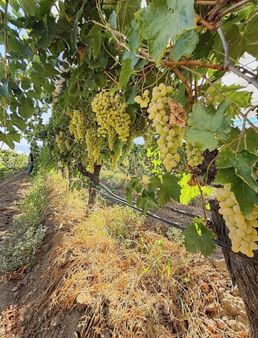 Sarıgöl Dindarlı Mahallesinde Satılık Sultaniye Üzüm Bağı