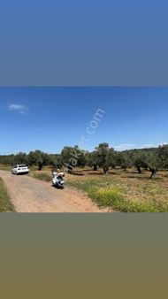 Ayvalık Kazımkarabekir Zeytinlik