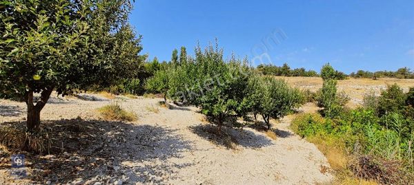 Çal Sakızcılar Da 17.225 M² Satılık Karışık Meyve Bahçesi