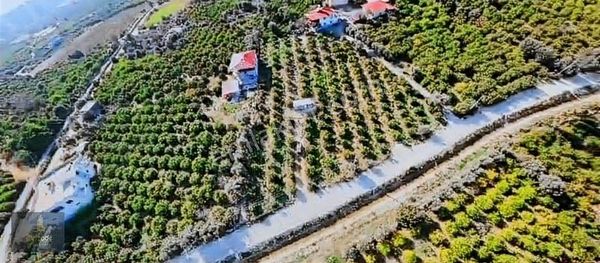 Mersin Mezitli Tece Satılık 4.675 Metrekare Limon Bahçesi
