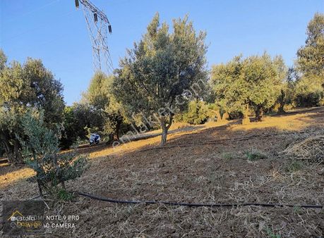 Mustafa Başyiğit Emlak'tan Satılık Medar'da Zeytinlik