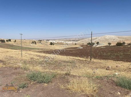 Köprü Gayrimenkul'den Morcalı Köyünde Asfalta 100 M Satlık Tarla