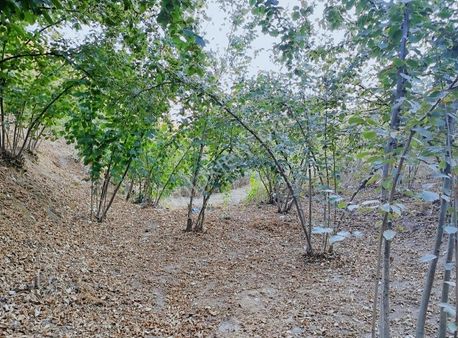 Alemdar Gayrimenkul Hendek Kazimiye 3400m2 Acil Satlık Fındıklık