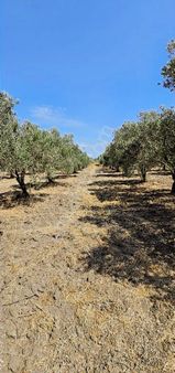 Hesaplı Satılık 16.956 M² Zeytinlik