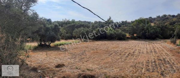 Milas Söğütçük De Yatırımlık Fırsat Satılık Tarla