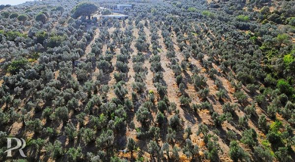 P&r Gayrimenkul'den Hamamlı Mahallesinde Satılık Zeytinlik