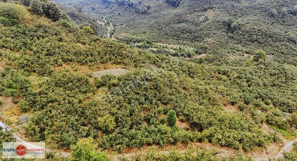 Kocaali Açmabaşı Köyiçi 12185 M2 Muhteşem Verimli Fındıklık