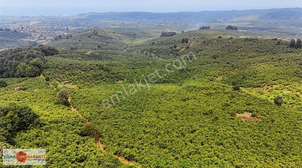 Kocaali Kozluk Mh İçerisinde 29.130 M2 Muhteşem Verimli Bahçe