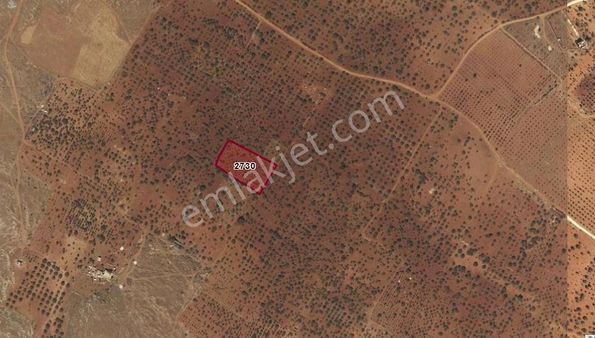 Taşlıca'da İmara Yakın Fıstıklı Arazi Yatırım Fırsatı