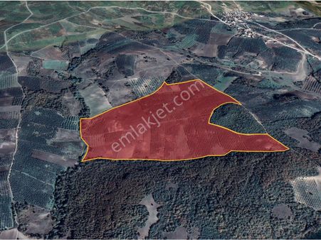 Mudanya Zeytinbağı Çınarlıda Satılık Tarla Zeytinlik