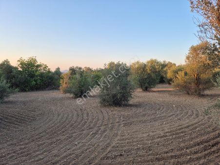 Akçinler Gayrimenkulden Manisa Osmancalı’da 2850 M² Zeytinli Tarla