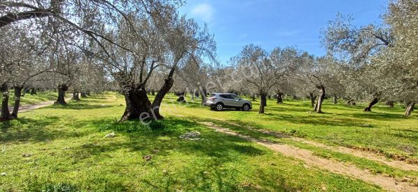 Edremit Gaziilyas Mah Emin Kuyu Mevkii Satılık Zeytinlik