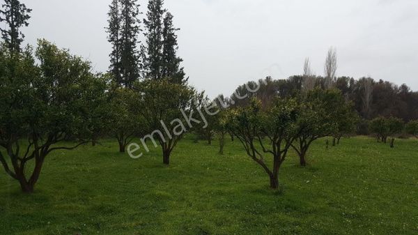 Muğla/köyceğiz Toparlar'da Hisseli Narenciye Bahçesi Satılıktır.