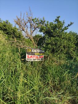 Nazilli Hamzalı Mah. Satılık 3.853 M2 Verimli Portakal Bahçesi