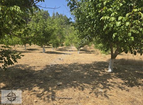 1.550 M2 Asfalt Yola Cepheli Ceviz Bahçesi Ve Kış Deresi