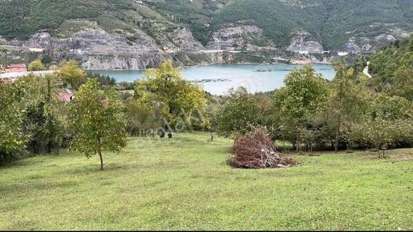 Artvin Borçka'da Tek Hisseli Satılık Tarla/fındık Bahçesi