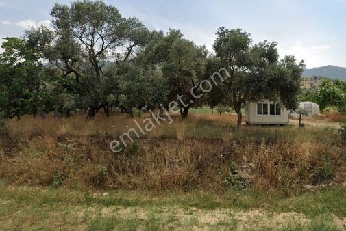 İzmir Ödemiş Adagide De Muazzam Konumda 2.7 Dönüm Zeytinlik