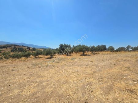 İzmir Tire’de 25.500 M² Çiftlik Kurmaya Uygun Tarla