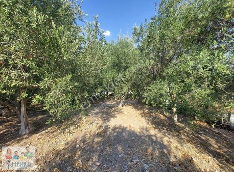 Manisa Saruhanlı Tirkeş Mahallesi 1613 M2 Satılık Tarla