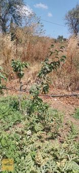 Mayadan Gayrimenkul Den Gönen Fındıklı Köyünde Satılık Tarla