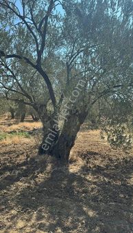 Gömeç Köy Emlak'tan Satılık Zeytinlik