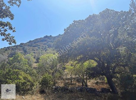 Satılık Yatırımlık Teraslı Arazi -bademlik , Zeytinlik