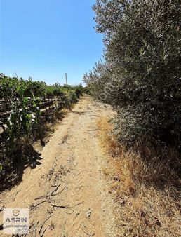 Burgaz Köyü 438 Metre Kare Zeytinlik