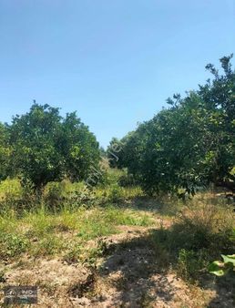 Aksazsa Yola 150 Metre 1200m2 Satılık Hisse