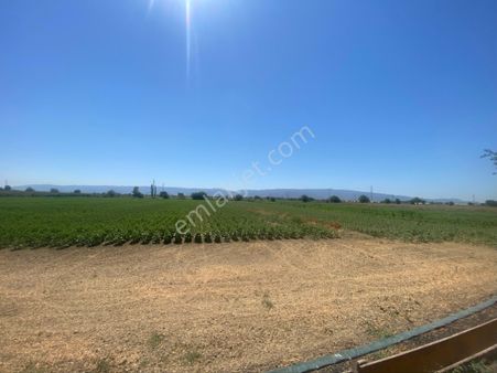 Aydın Efeler Kardeşköy De Satılık 3 Dönüm Tek Tapu Tarla