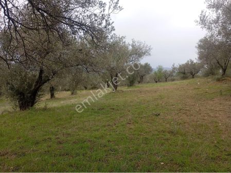 Kırkağaç Musahocada Yatırımlık Zeytinlik