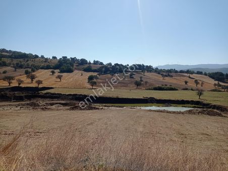 Balıkesir Dursunbey Mahmudiye Satılık Tarla