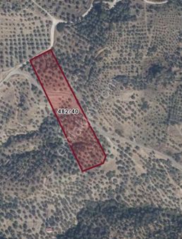 Selçuk Zafer Mahallesınde Içınde Yetışmış Zeytın Ağaçları Bulunan Zeytınlık E.k.