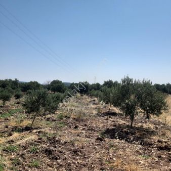 Akhisar Büknüşte Fırsat Zeytinlik