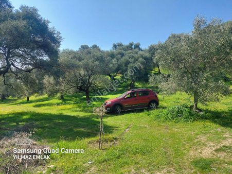 647 Aydın Nazilli Güzelköy Mahallesinde Satılık Zeytinlik