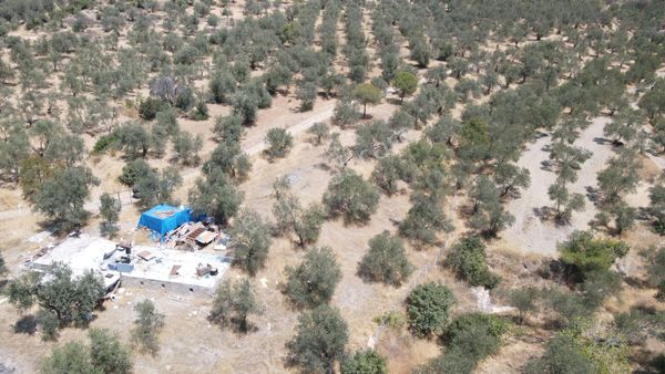 Şarköy'de Asfalta 10 M. Mesafede 50 Ağaç Satılık Zeytinlik