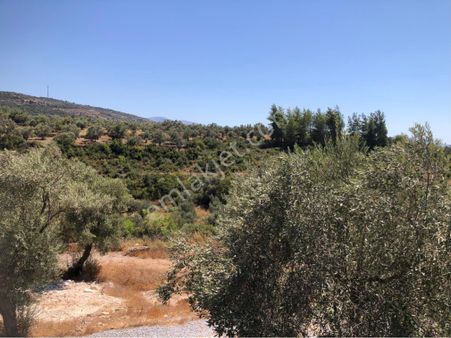 Milas Kuzyaka’da Satılık 5 Dönüm Arazi