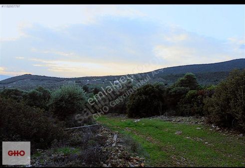 Gho Life Dan Fırsat Arazi!!! İzmir Torbalı Aslanlar'da 20.000 M2 Zeytinlik