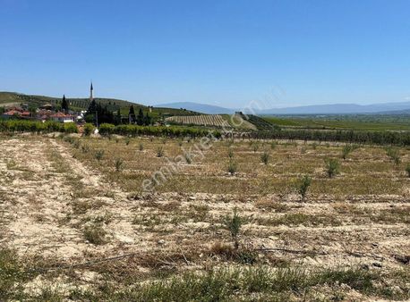 Filo Gayrimwnkulden Satılık 19500 M2 Süper Konumda Zeytinilik