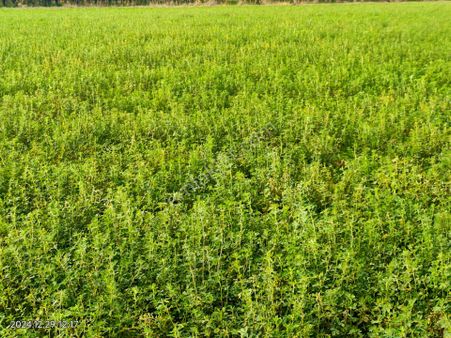 Sevindikli Mahallesinde Satılık Sulak Verimli Tarla