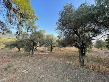 İzmir Kemalpaşa Dereköyde Satılık Tarla