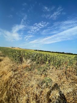 🏡 Satılık Kooperatif Hissesi – Tekirdağ / Marmara Ereğlisi / Yeniçiftlik