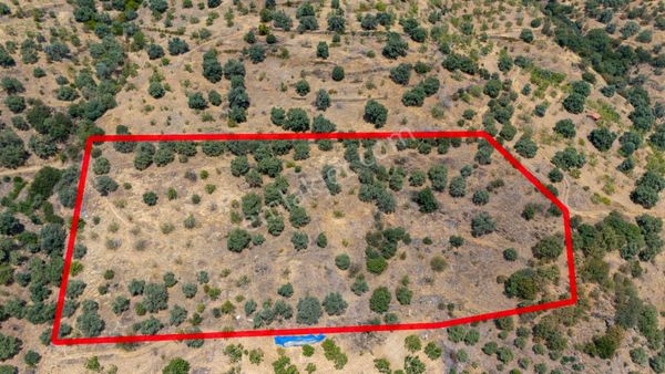 Hisarcık Mahallesinde Satılık 13 Dönüm Zeytinlik Ve İncir Bahçesi