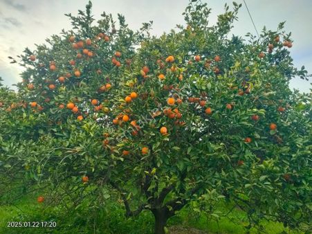 Hamzallı Mahallesinde Satılık Portakal Tarlası