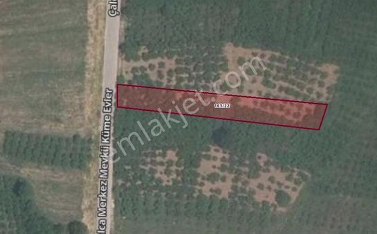 Kandıra Çalca’da Ana Yola 11 M. Cepheli 1180 M2 Fındıklık