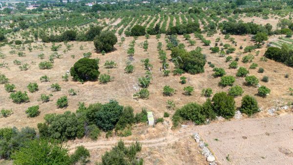 Nazilli Uzunçam Mah Satılık İncir Bahçesi